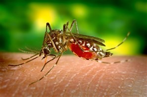 Índice médio de infestação do mosquito da dengue em Maringá está dentro do tolerável, mas há bairros que preocupam